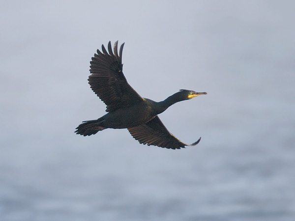 Karimetso, European Shag, Phalacrocorax aristotelis 
